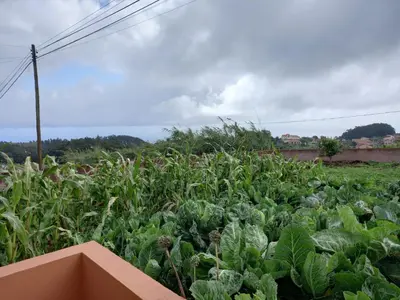 a field filled with lots of green plants at Casa da Montanha in Salão