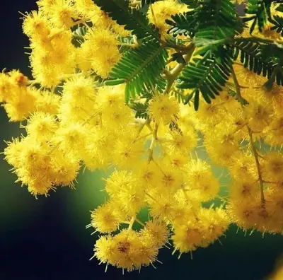 a bunch of yellow flowers hanging from a tree at Lua do Mar in Caniço