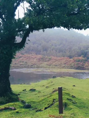 a tree in a field next to a body of water at Casas do Calhau Miúdo - Seixal in Seixal
