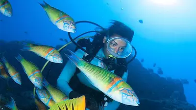 a woman scuba diver with a group of fish at Myrtus - House with sea view and garden in Funchal