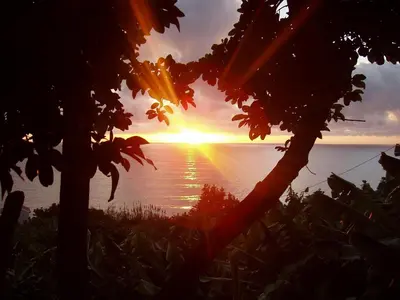 a sunset over the ocean with a tree at Chalet Tropical in Arco da Calheta