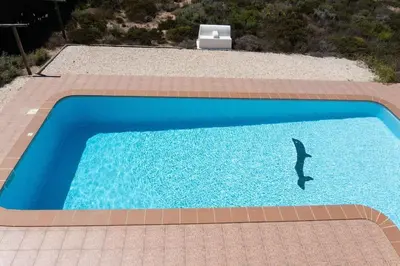 a dolphin swimming in a blue swimming pool at Moradia com piscina e vista Mar in Aljezur