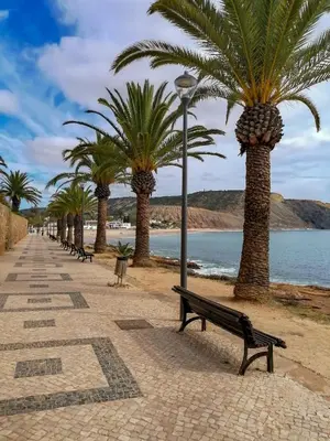 a row of palm trees and a bench on the beach at Casa Coruja in Luz