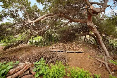 a pile of wood sitting under a tree at Casa Do Vinho in Porto Santo