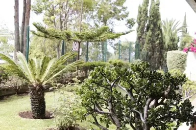 a garden with a palm tree and plants at GuestReady - A brilliant stay near the sea in Funchal