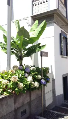 a planter with flowers and a plant on a wall at Holidays Madeira in São Vicente