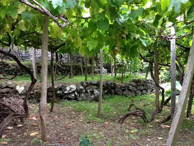 a row of trees with a stone wall in the background at Holidays Madeira in São Vicente