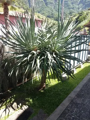 a palm tree in the grass next to a building at Refúgio do Limoeiro in São Vicente