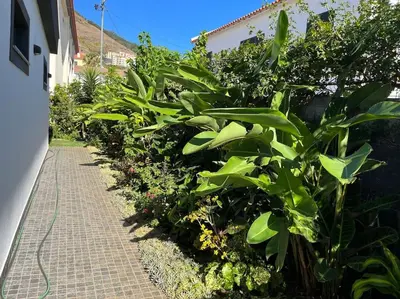 a garden with green plants next to a sidewalk at Moradia com piscina no Caniço in Caniço