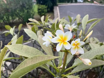 a bunch of white and yellow flowers on a plant at Lucky Lemons Boutique Houses Madeira 1 in Calheta