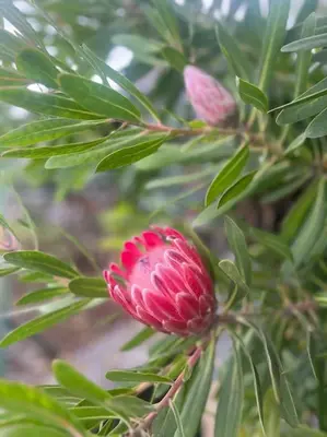 a red flower on a tree with green leaves at Lucky Lemons Boutique Houses Madeira 1 in Calheta
