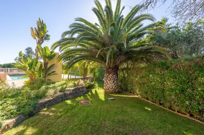 a palm tree in the yard of a house at Lote 50 at Boavista Resort Lagos in Lagos