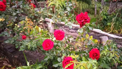 a group of red roses in a garden at Casa Rosa in Camacha