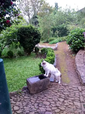 a white cat standing in a bucket of water at Casa Rosa in Camacha