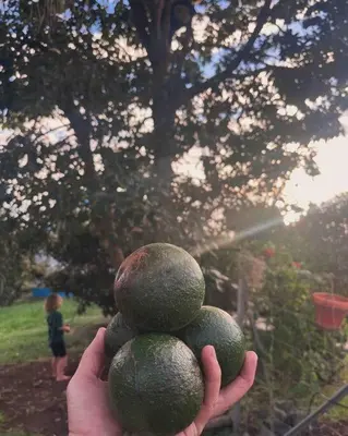 a person holding up a pile of avocados at Lucky Lemons - Boutique Houses Madeira (Studio) in Calheta