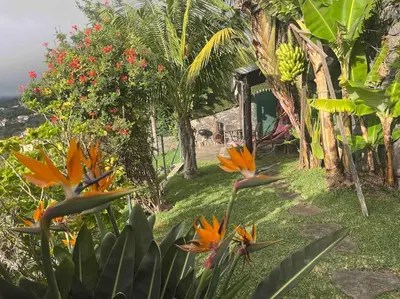 a garden with orange flowers and a bunch of bananas at Lucky Lemons - Boutique Houses Madeira (Studio) in Calheta