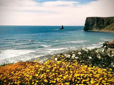a field of flowers on the beach with a rock formation in the ocean at Varandas Guest Apartment in Aljezur