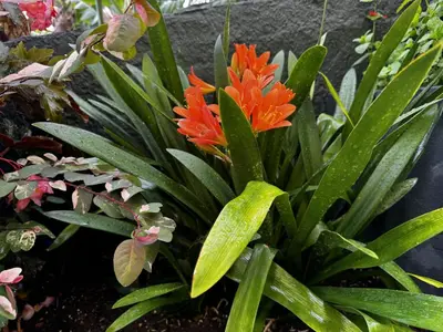 an arrangement of orange flowers and green plants at Sky & Ocean in Calheta