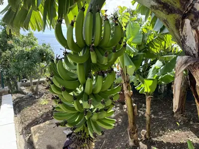 a bunch of bananas hanging from a banana tree at Sky & Ocean in Calheta