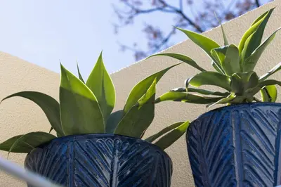 two blue vases with plants in them next to a wall at Fisherhouse23 in Câmara de Lobos