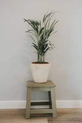 a plant in a pot sitting on a stool at Pico Apartment's in Câmara de Lobos