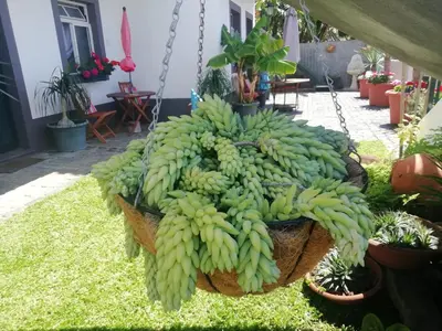 a bunch of green bananas hanging from a chain at Madeira Holiday Flats in Funchal