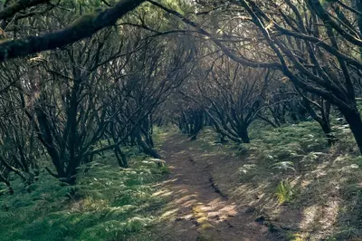 a dirt trail through a forest with trees at The Mountain View, By OP in São Vicente