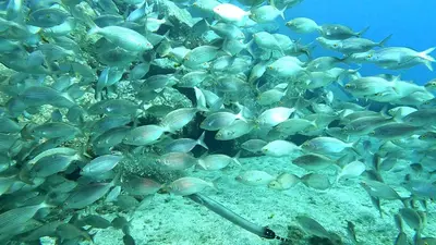 a large group of fish on the ocean floor at Apartment Palma Madeira wandern und tauchen in Caniço