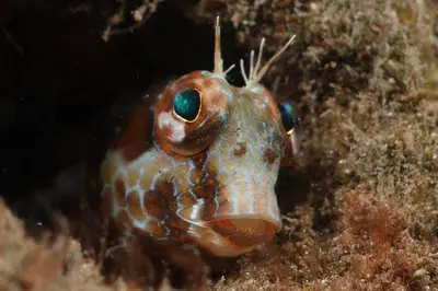 a close up of a shrimp in the ocean at Apartment Palma Madeira wandern und tauchen in Caniço