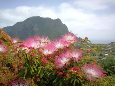 a bunch of pink flowers on top of a mountain at Apartment Palma Madeira wandern und tauchen in Caniço