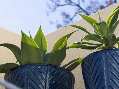 two blue vases with a plant in them at Fisherhouse23 Comfortable holiday residence in Câmara de Lobos
