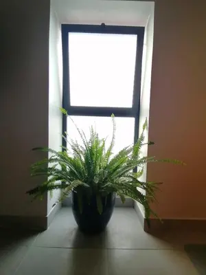 a potted plant sitting in front of a window at Casa do Favinha in Machico