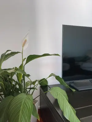 a plant sitting on a desk next to a laptop at Casa Amar- Vista panorâmica in Luz