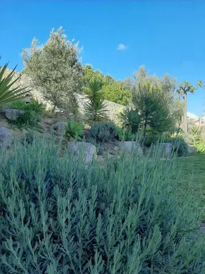 a garden with plants and rocks and trees at Lucie Lime GuestHouse in Luz