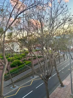 a street with trees on the side of a road at Apartment in Camara de Lobos not shared in Câmara de Lobos