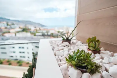 a group of potted plants sitting on a window sill at GuestReady - The place to be happy in Madeira in Funchal