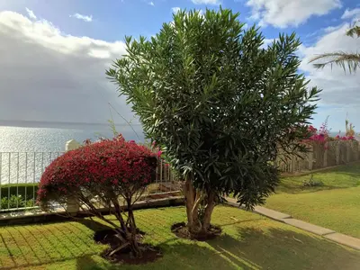 a group of yellow lounge chairs next to a swimming pool at Superior Rentals - Beachfront Penthouse in Funchal