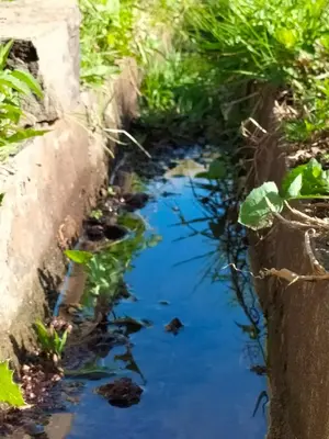 a pond in a garden with blue water at CASA Bela Vista in Machico