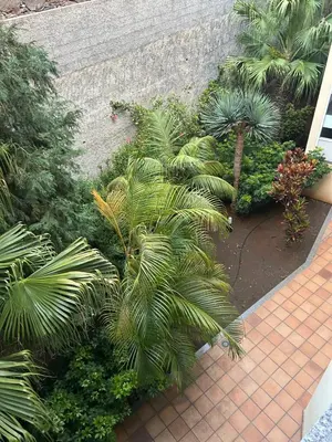a garden with palm trees and plants on a sidewalk at TMaria in Ponta do Sol