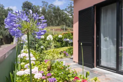 a purple flower in a garden next to a window at Casa Requinte - Jacuzzi in Arco da Calheta
