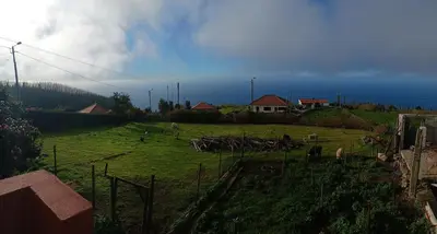 a green field with animals in the grass at Achadas da Cruz Farm House in Achadas da Cruz