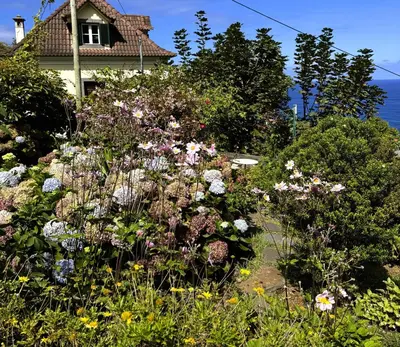 a garden of flowers in front of a house at Quinta das Hortênsias in Arco de São Jorge