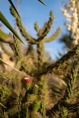 a red flower in the middle of a cactus at Casa Pompilio in Sagres