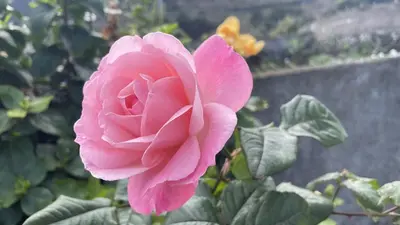 a pink rose is growing in a garden at Casas das Hortas, Apartamento Vista Mar in Seixal
