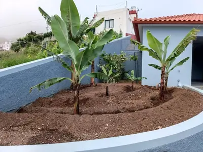 a group of banana trees on a balcony at Calheta Paradise Holiday Home - Free Parking & Views in Arco da Calheta