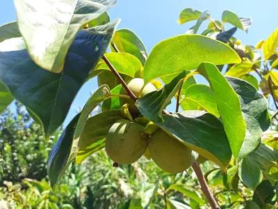 a bunch of fruit on a tree with leaves at Jango Paradise in Funchal