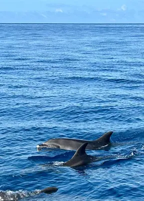 a couple of dolphins swimming in the water at Palheiro Mar by Olá Madeira in Paul do Mar
