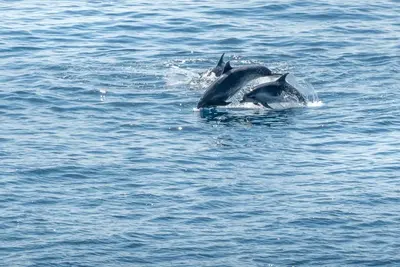 a pair of dolphins swimming in the water at Penthouse Ventur in Caniço