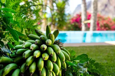 a garden with palm trees and a house at Bela Vigia in Jardim do Mar