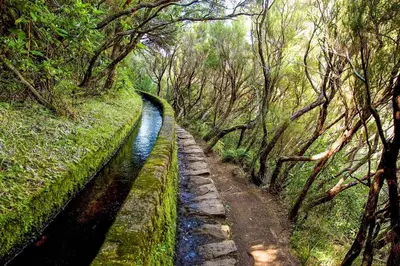 a river in the middle of a forest with trees at Oásis Suites - Funchal in Funchal
